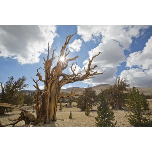 California, Inyo NF Bristlecone Pine Forest